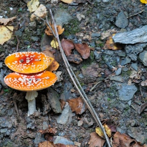 Foraging maps and conditions